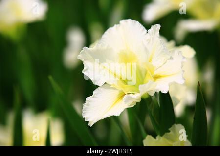 Fioritura bianca con Iris giallo o bandiera, gladdon o fiore Fleur-de-lis con foglie verdi Foto Stock