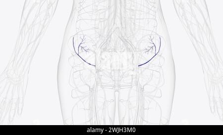 la vena iliaca circumflessa è formata dall'unione delle vene comitantes dell'arteria circonflessa iliaca profonda e si unisce alla vena iliaca esterna Foto Stock