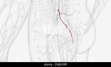 L'arteria sacrale mediana è un vaso stretto non accoppiato che nasce dall'aspetto posteriore dell'illustrazione 3d dell'aorta addominale Foto Stock