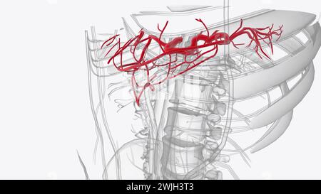 Il tronco celiaco nasce dalla superficie anteriore dell'aorta addominale al livello della figura 3d della dodicesima vertebra toracica Foto Stock