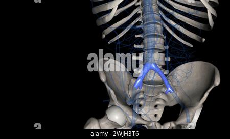 La vena iliaca comune è formata dall'unificazione delle vene iliache interne ed esterne 3d. Foto Stock