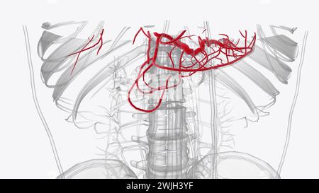 Il tronco celiaco nasce dalla superficie anteriore dell'aorta addominale al livello della figura 3d della dodicesima vertebra toracica Foto Stock