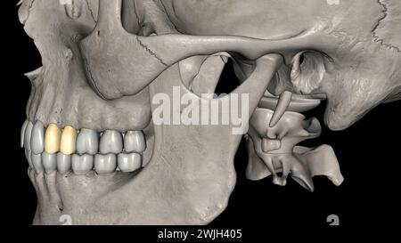 I premolari mascellari numero quattro: Due nella maxilla destra e due nella figura 3d della maxilla sinistra Foto Stock