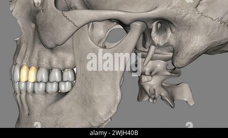 I premolari mascellari numero quattro: Due nella maxilla destra e due nella figura 3d della maxilla sinistra Foto Stock