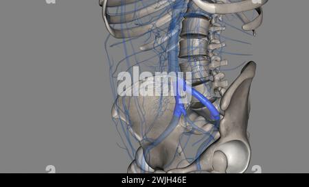 La vena iliaca comune è formata dall'unificazione delle vene iliache interne ed esterne 3d. Foto Stock