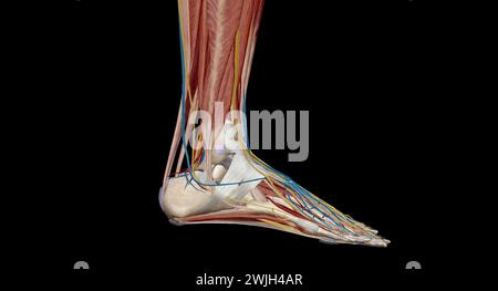 Ogni piede ha 28 ossa, 30 articolazioni e più di 100 muscoli, legamenti e tendini.rendering 3d. Foto Stock