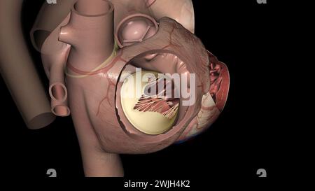 La valvola tricuspide si trova tra le due camere destra del cuore illustrazione 3d. Foto Stock