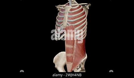 I muscoli della gabbia costale, compresi quelli intercostali, parasternali, scalene e muscoli del collo, agiscono principalmente sulla parte superiore della gabbia toracica e. Foto Stock