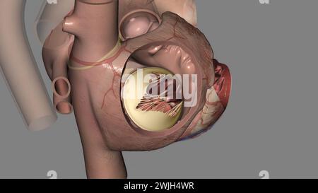 La valvola tricuspide si trova tra le due camere destra del cuore illustrazione 3d. Foto Stock