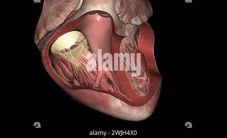 La valvola tricuspide si trova tra le due camere destra del cuore illustrazione 3d. Foto Stock