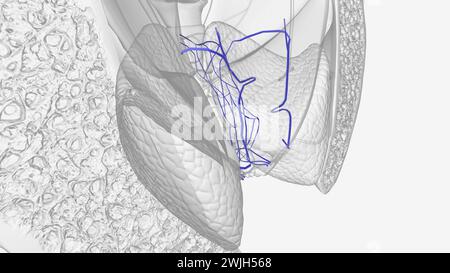 Il plesso venoso rettale (o plesso emorroidale) circonda il retto e comunica di fronte al plesso venoso vescicale nel maschio e nel Foto Stock