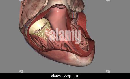 La valvola tricuspide si trova tra le due camere destra del cuore illustrazione 3d. Foto Stock