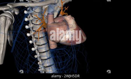 Le vene polmonari superiori sono anteriori e caudali rispetto all'illustrazione polmonare 3d. Foto Stock