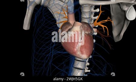 Le vene polmonari superiori sono anteriori e caudali rispetto all'illustrazione polmonare 3d. Foto Stock