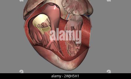 La valvola tricuspide si trova tra le due camere destra del cuore illustrazione 3d. Foto Stock