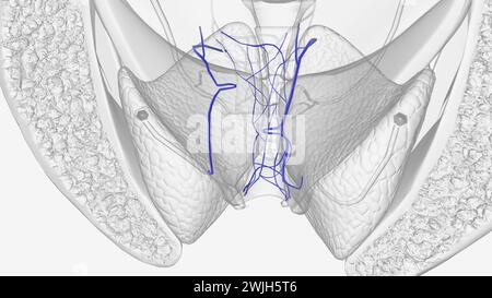 Il plesso venoso rettale (o plesso emorroidale) circonda il retto e comunica di fronte al plesso venoso vescicale nel maschio e nel Foto Stock