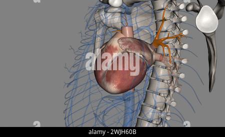 Le vene polmonari superiori sono anteriori e caudali rispetto all'illustrazione polmonare 3d. Foto Stock