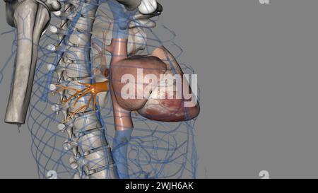 vena polmonare inferiore 3d medico Foto Stock