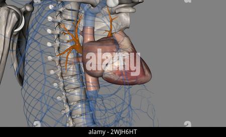 Le vene polmonari superiori sono anteriori e caudali rispetto all'illustrazione polmonare 3d. Foto Stock