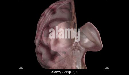 La ghiandola pineale produce melatonina, un ormone derivato dalla serotonina che modula i pattern del sonno sia nei cicli circadiani che stagionali. Rendering 3D. Foto Stock