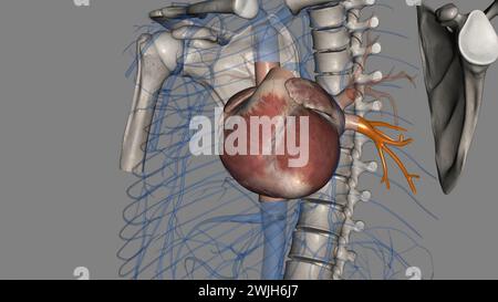 vena polmonare inferiore 3d medico Foto Stock