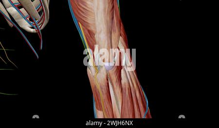 La fossa cubitale (anticubitale) è una depressione di forma triangolare sull'aspetto anteriore dell'articolazione del gomito. rendering 3d. Foto Stock