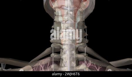 La ghiandola tiroidea è una struttura endocrina situata nel collo. Svolge un ruolo chiave nella regolazione del tasso metabolico del corpo. Rendering 3D. Foto Stock