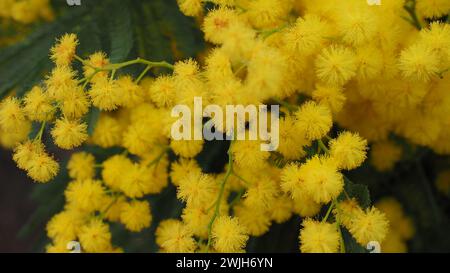 I fiori di mimosa gialli brillanti in un vaso poggiano su un tavolo Foto Stock