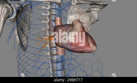 vena polmonare inferiore 3d medico Foto Stock