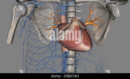 Le vene polmonari superiori sono anteriori e caudali rispetto all'illustrazione polmonare 3d. Foto Stock