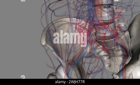 Le arterie ileali sono 12 rami dell'arteria mesenterica superiore che forniscono sangue all'illustrazione 3d dell'ileo Foto Stock