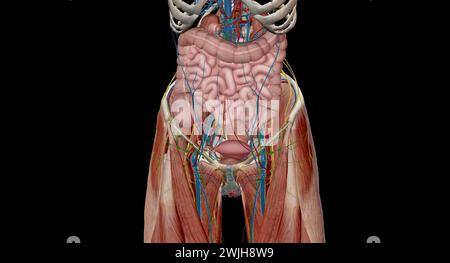 La pelvi è la parte inferiore del tronco, situata tra l'addome e gli arti inferiori.rendering 3d. Foto Stock
