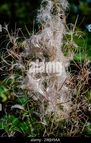 Wild milkweed impianto in autunno diffondere i semi dal vento Foto Stock