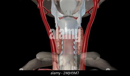 Si tratta di una ghiandola endocrina in quanto secerna un ormone paratiroideo che controlla i livelli di calcio nel sangue. Rendering 3D. Foto Stock