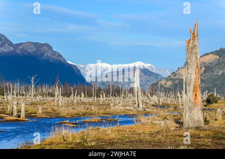 Alberi morti in un campo paludoso con sfondo montano Foto Stock