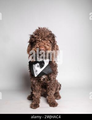 Cane bianco e marrone vestito con un elegante smoking nero Foto Stock