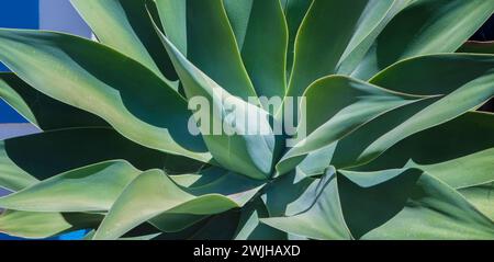 Agave Attenuata o impianto a coda di foce. Formato lungo Foto Stock