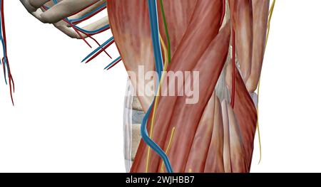 La fossa cubitale (anticubitale) è una depressione di forma triangolare sull'aspetto anteriore dell'articolazione del gomito. rendering 3d. Foto Stock