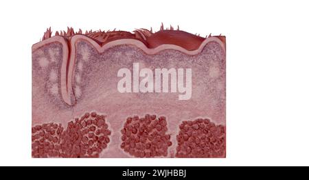 Sezione trasversale della lingua umana che mostra i diversi ps anatomici. Rendering 3D. Foto Stock