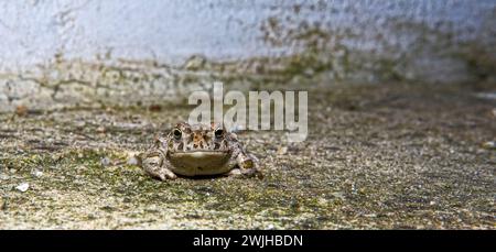 Rospo di Natterjack (Epidalea calamita) perfettamente mimetizzato in un'area di cemento verdigris Foto Stock