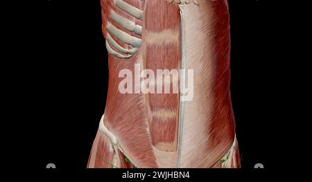 L'addome è la parte del corpo tra il torace (torace) e il bacino, negli esseri umani e in altri vertebrati. rendering 3d. Foto Stock