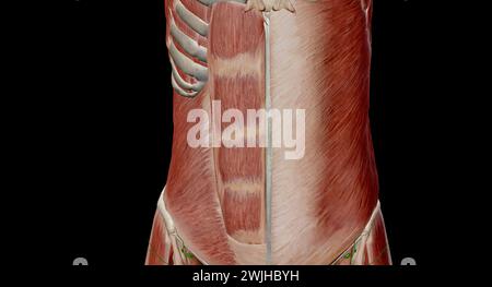 L'addome è la parte del corpo tra il torace (torace) e il bacino, negli esseri umani e in altri vertebrati. rendering 3d. Foto Stock