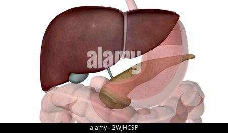 Fegato cistifellea e pancreas aiutano i processi di ingestione, digestione e assorbimento. Questi organi accessori della digestione svolgono un ruolo chiave in Foto Stock