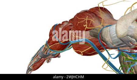 La fossa cubitale (anticubitale) è una depressione di forma triangolare sull'aspetto anteriore dell'articolazione del gomito. rendering 3d. Foto Stock