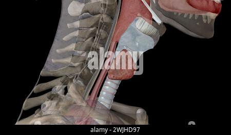 La ghiandola tiroidea è una struttura endocrina situata nel collo. Svolge un ruolo chiave nella regolazione del tasso metabolico del corpo. Rendering 3D. Foto Stock