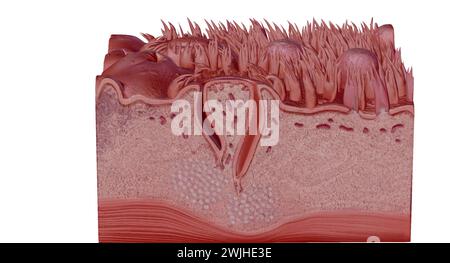 Sezione trasversale della lingua umana che mostra i diversi ps anatomici. Rendering 3D. Foto Stock