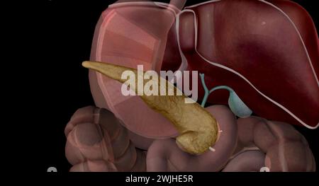 Fegato cistifellea e pancreas aiutano i processi di ingestione, digestione e assorbimento. Questi organi accessori della digestione svolgono un ruolo chiave in Foto Stock