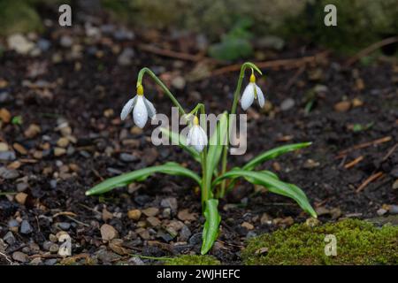 Snowdrop (Galanthus Plicatus) 'Wendy's Gold'. Foto Stock