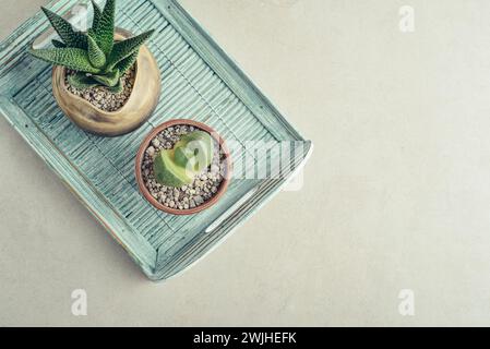Lithops e Aloe. Piante d'appartamento (succulente) in vasi su sfondo chiaro, vista dall'alto Foto Stock