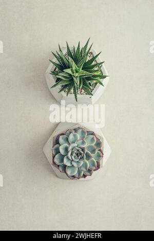 Haworthia e Echeveria Houseplants (succulente) in pentole su sfondo chiaro, vista dall'alto Foto Stock